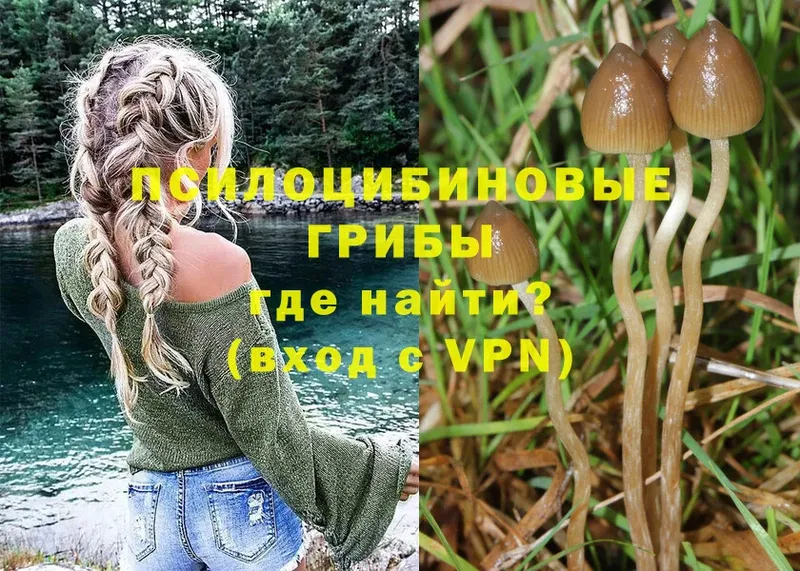 Галлюциногенные грибы GOLDEN TEACHER  цены   Новочебоксарск 